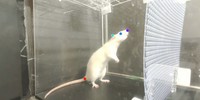 Rats can bop their heads to the beat