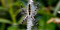 A Spider Variety Show Biodiversity Science