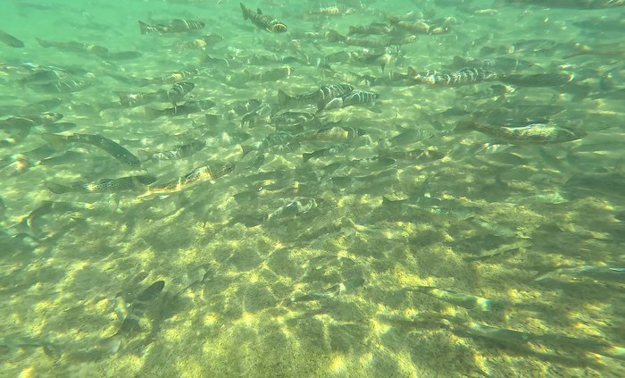 Underwater picture of a school of fish 