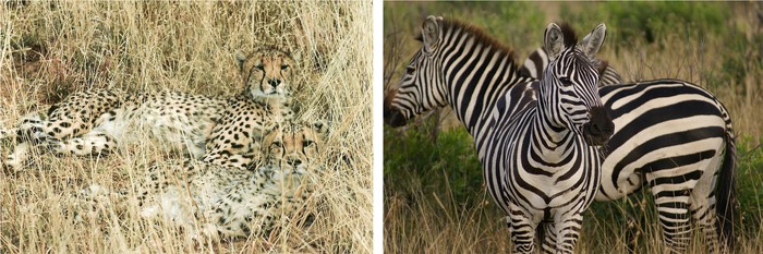 Examples of spots and stripes that create disruptive coloration to confuse predators