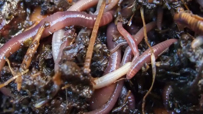 Earthworms