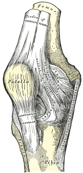 Anatomical drawing for the front-view of a knee with bones, tendons and ligaments labeled