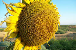 Sunflower facing sun; public domain photo