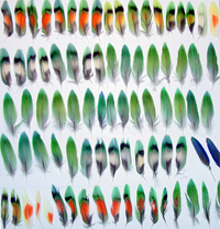 2012-blog-feathers.png