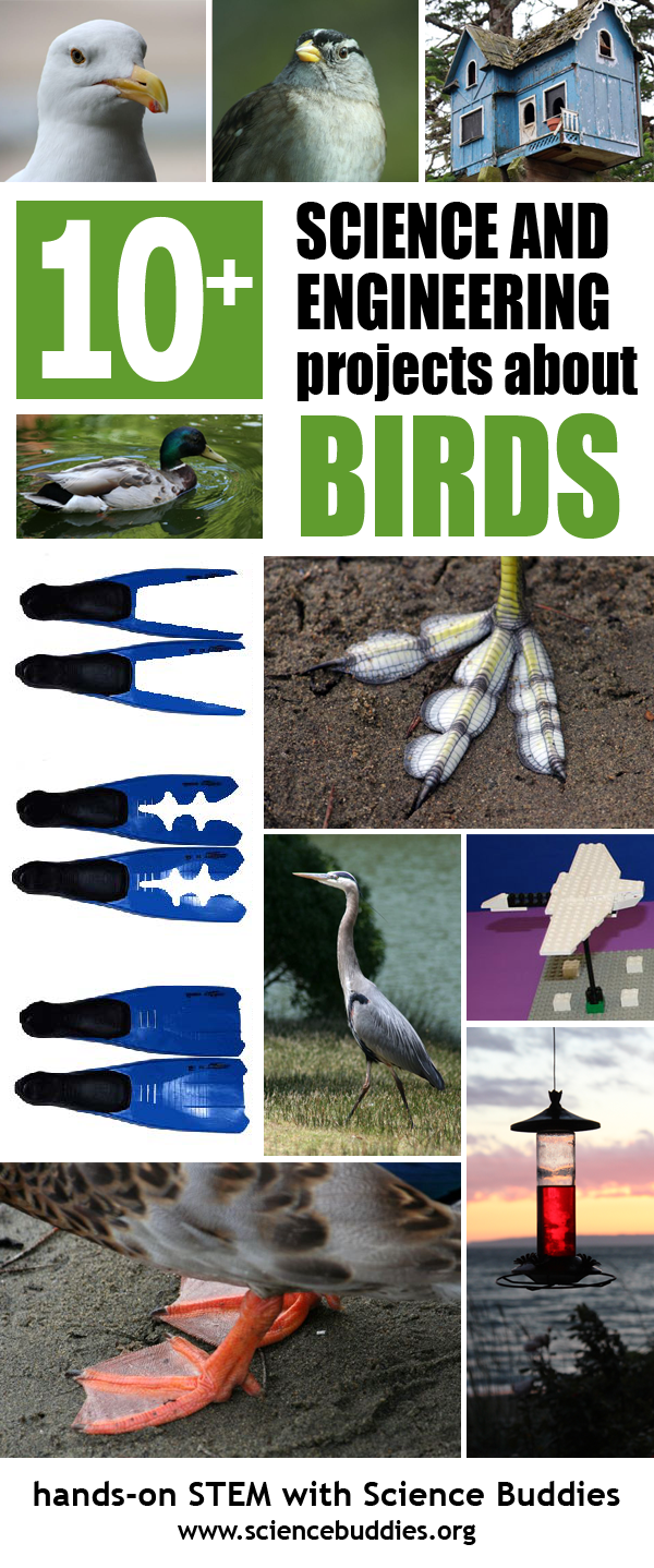 10 Backyard Bird Science Projects Science Buddies Blog