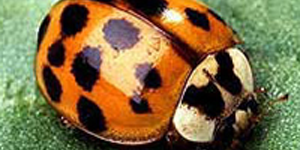 Citizen Science