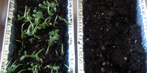 Planting a Solution to Soil Erosion