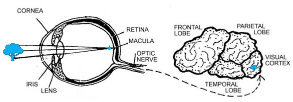 Diagram of the human visual system