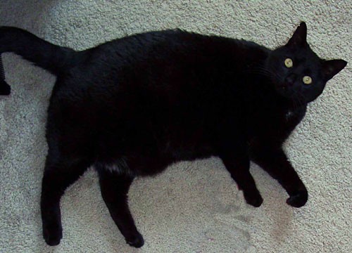 Photo of a black cat lying on the ground