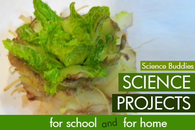 Cabbage Cloning Growing science Activity Family Science Spotlight