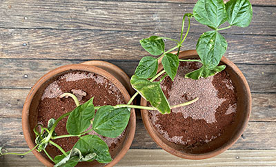 Growing Plants on Mars | Science Project