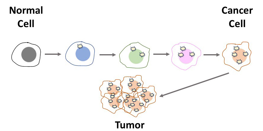 Model How Environment and Genetics Change the Chances of Getting Cancer ...