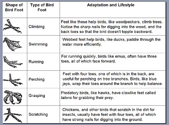 Can You Predict a Bird's Lifestyle Based on Its Feet? | Science Project Can You Predict a Bird's Lifestyle Based on Its Feet? | Science Project