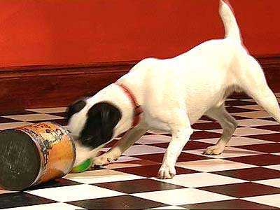 A dog knocks over a can to uncover a ball beneath it