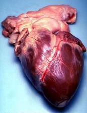 Photo of a dissected human heart