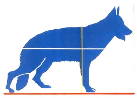 Diagram of a dog measures its height from the ground to shoulders and its length from the base of the tail to the chest
