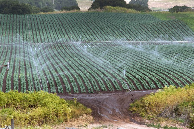 A field full of neat rows of dark green crops being irrigated by spray sprinklers.  