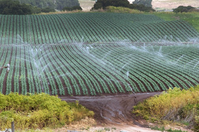 A field full of neat rows of dark green crops being irrigated by spray sprinklers.