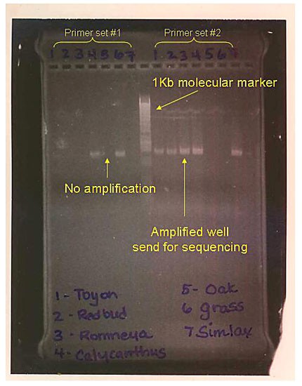 Luminescent bars appear on a sheet of gel under ultraviolet light