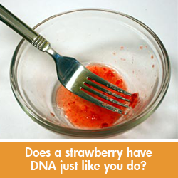 DNA strawberry science experiment