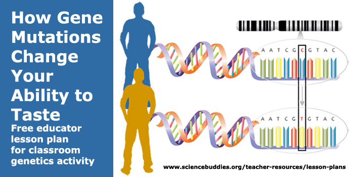 Drawing of identical genes with a single mutation to a base pair