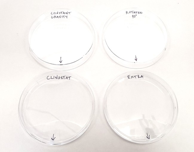 Petri dishes labeled on their back sides 