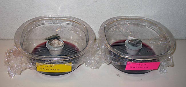 Two bowls collect condensation from a low and high salinity solution
