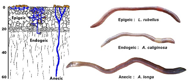 Diagram shows three different earthworms and their preferred habitat in the soil