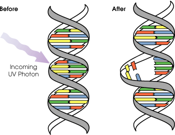 Diagram of ultraviolet light breaking apart pyrimidine bases in DNA