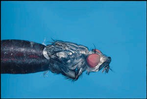 Photo of a fly emerging from a pupae