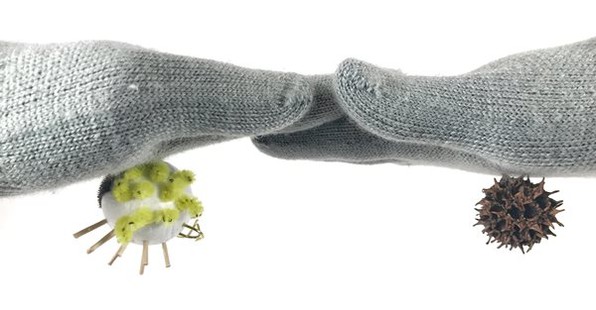 One self-made and one natural burr attached to a wool glove