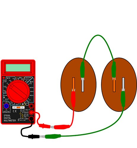 Drawing of two potatoes each with zinc and copper electrodes are wired in series with a  multimeter