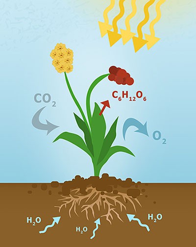  A schematic drawing of a plant showing all the plant parts above and underground. In the soil, arrows labeled H2O point to the plant roots. Yellow arrows coming from the top indicate sunlight shining onto the plant. An arrow labeled CO2 is pointing toward the plant leaves. An arrow labeled O2 and another arrow labeled C6H12O6  are pointing away from the plant leaves. 