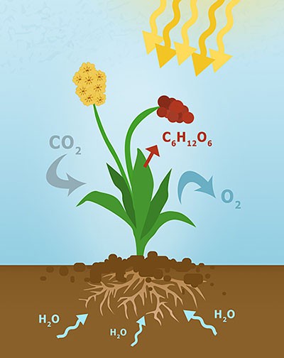 A schematic drawing of a plant showing all the plant parts above and underground. In the soil, arrows labeled H2O point to the plant roots. Yellow arrows coming from the top indicate sunlight shining onto the plant. An arrow labeled CO2 is pointing toward the plant leaves. An arrow labeled O2 and another arrow labeled C6H12O6 are pointing away from the plant leaves.