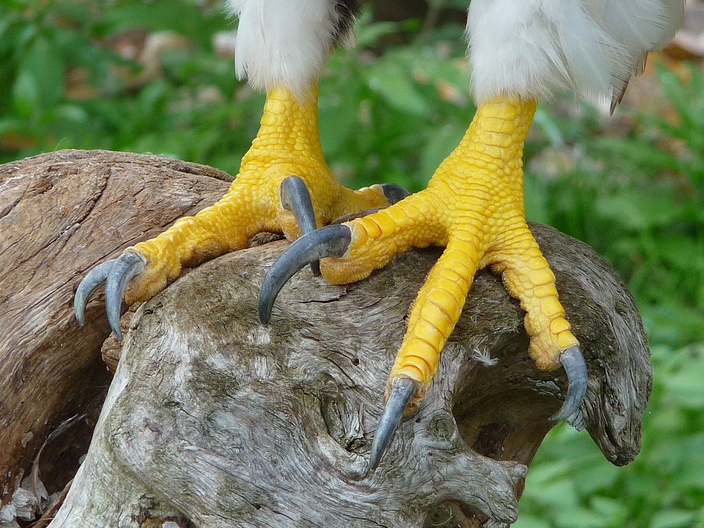Talons of a Steller's Sea Eagle