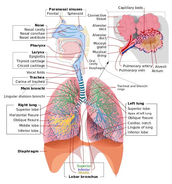  visual representation of the respiratory system with all its parts labeled. The main parts are: Paranasal sinuses, nose, larynx, trachea, right and left lung, the lobar bronchus and the diaphragm.  