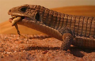 A lizard swallowing an insect