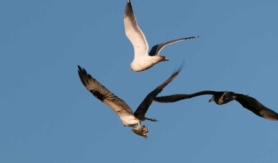 Osprey with fish pursued by gulls