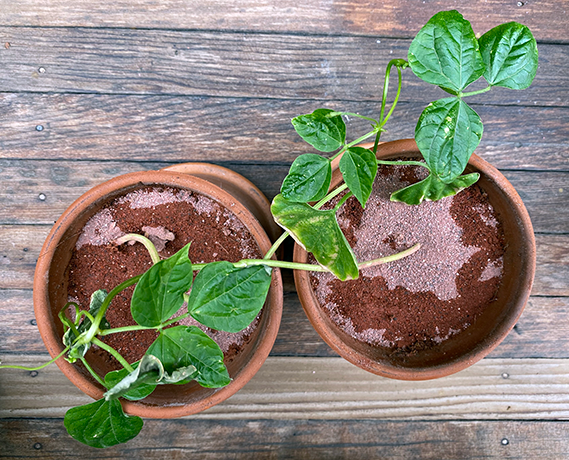 Two plants in pots containing simulation of regolith Martian ground cover