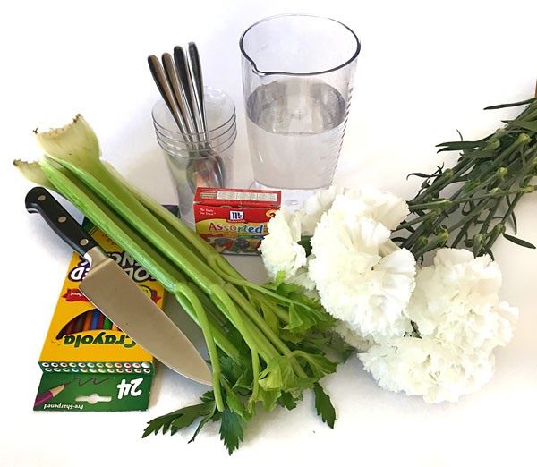 Photo of plastic cups, spoons, water, carnations, celery, food coloring, colored pencils and a knife