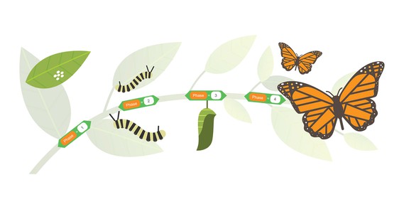 Branch with scratch program blocks and different phases of butterfly life cycle
