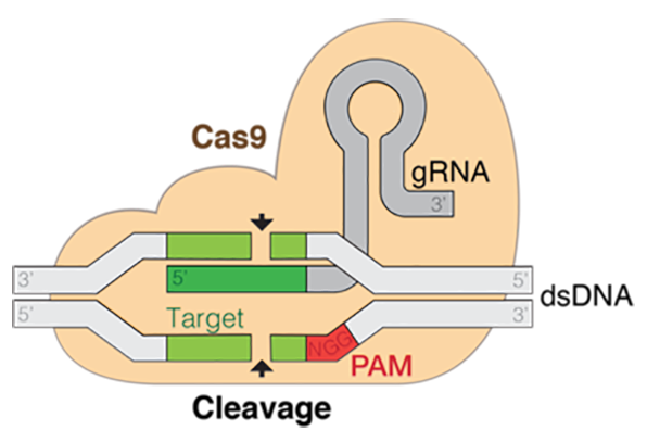 CRISPR overview diagram showing Cas9 mechanism