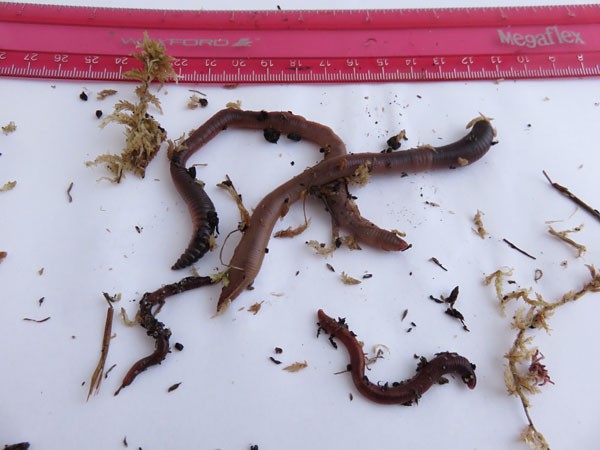 Four earthworms of different sizes