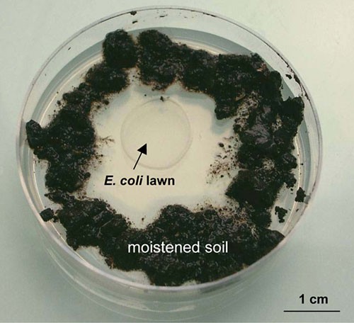An E. coli lawn in an agar plate is surrounded with moistened soil