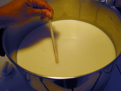 A thermometer is held in a large pot filled with milk