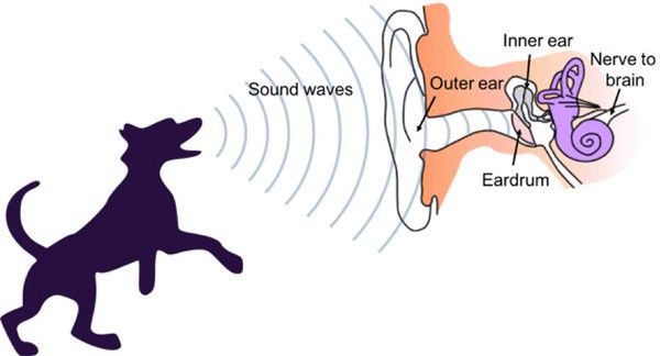 Diagram of sound waves from a dog's bark interacting with the inner mechanisms of the human ear