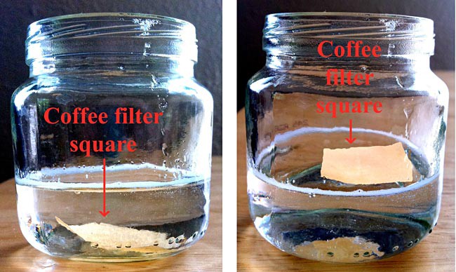A coffee filter soaked in catalase solution sinks in a jar of hydrogen peroxide before beginning to float