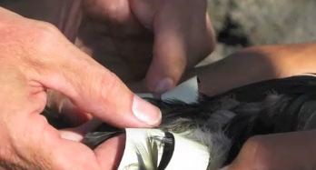 A tracking tag taped to the leg of a bird