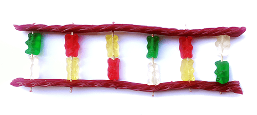 Candy DNA base pairs being connected to the licorice backbones by toothpicks