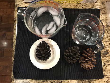 Three pinecones - one in a bowl and two on a towel - and two measuring cups of water - one with ice and one without